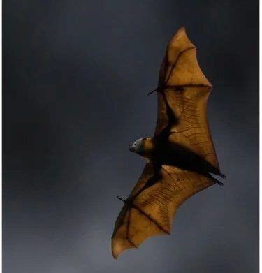 看到蝙蝠代表什麼 臥室 燈具